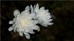 华为常务董事余承东宣布鸿蒙操作系统6明日发布